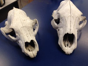 bear skulls